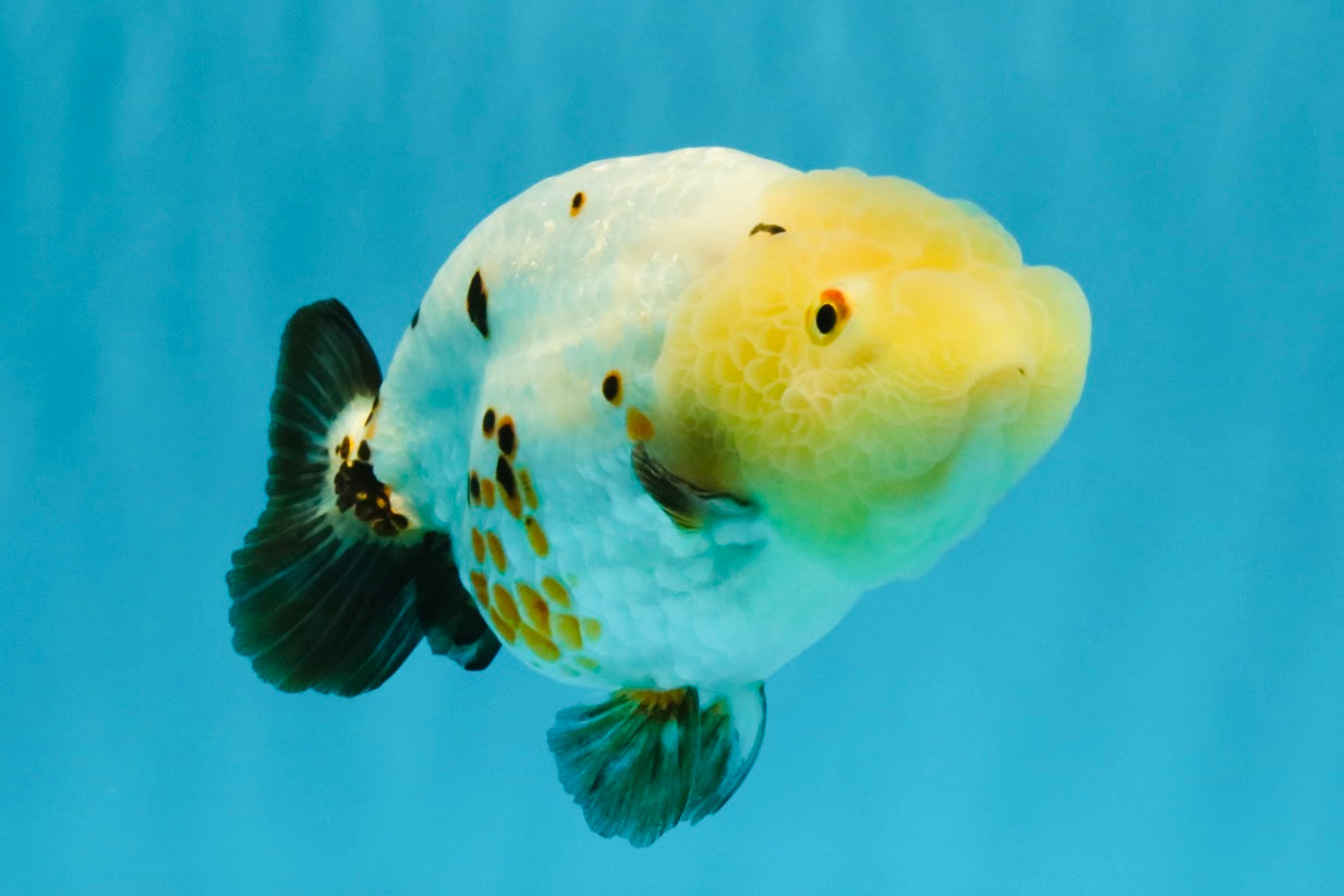 Chinese Sakura Ranchu Female 5-5.5 inches #041026RC_19