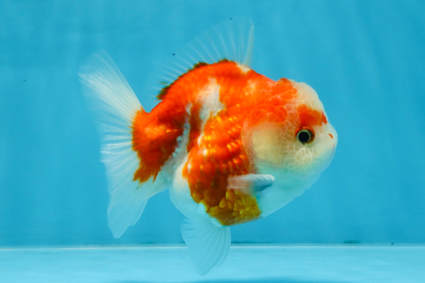 A Grade Sakura Yuanbao Female 4 inches #103125YB_06