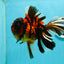 JUMBO MONSTER AAA Grade Tiger Oranda Butterfly Tail Male 6.5-7 inches #1011OR_01