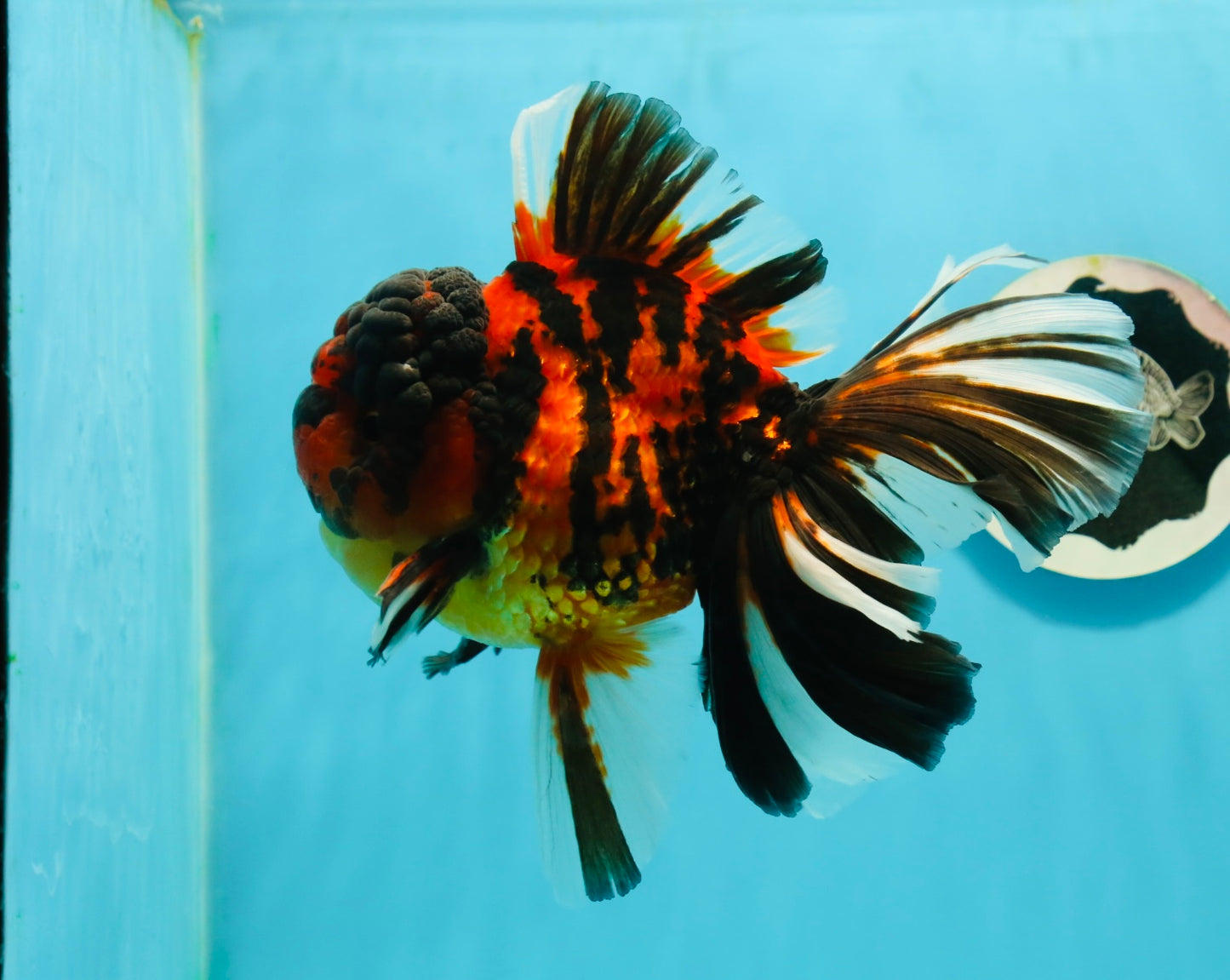 JUMBO MONSTER AAA Grade Tiger Oranda Butterfly Tail Male 6.5-7 inches #1011OR_01