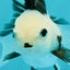 Solid White Black Panda Oranda Female 3-3.5 inches #1011OR_30