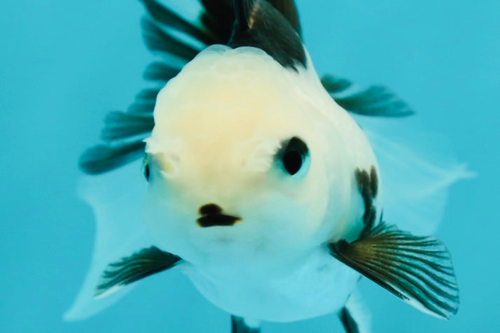 Solid White Black Panda Oranda Female 3-3.5 inches #1011OR_30