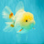 A Grade White Oranda Female 6.5 inches #071726OR_18