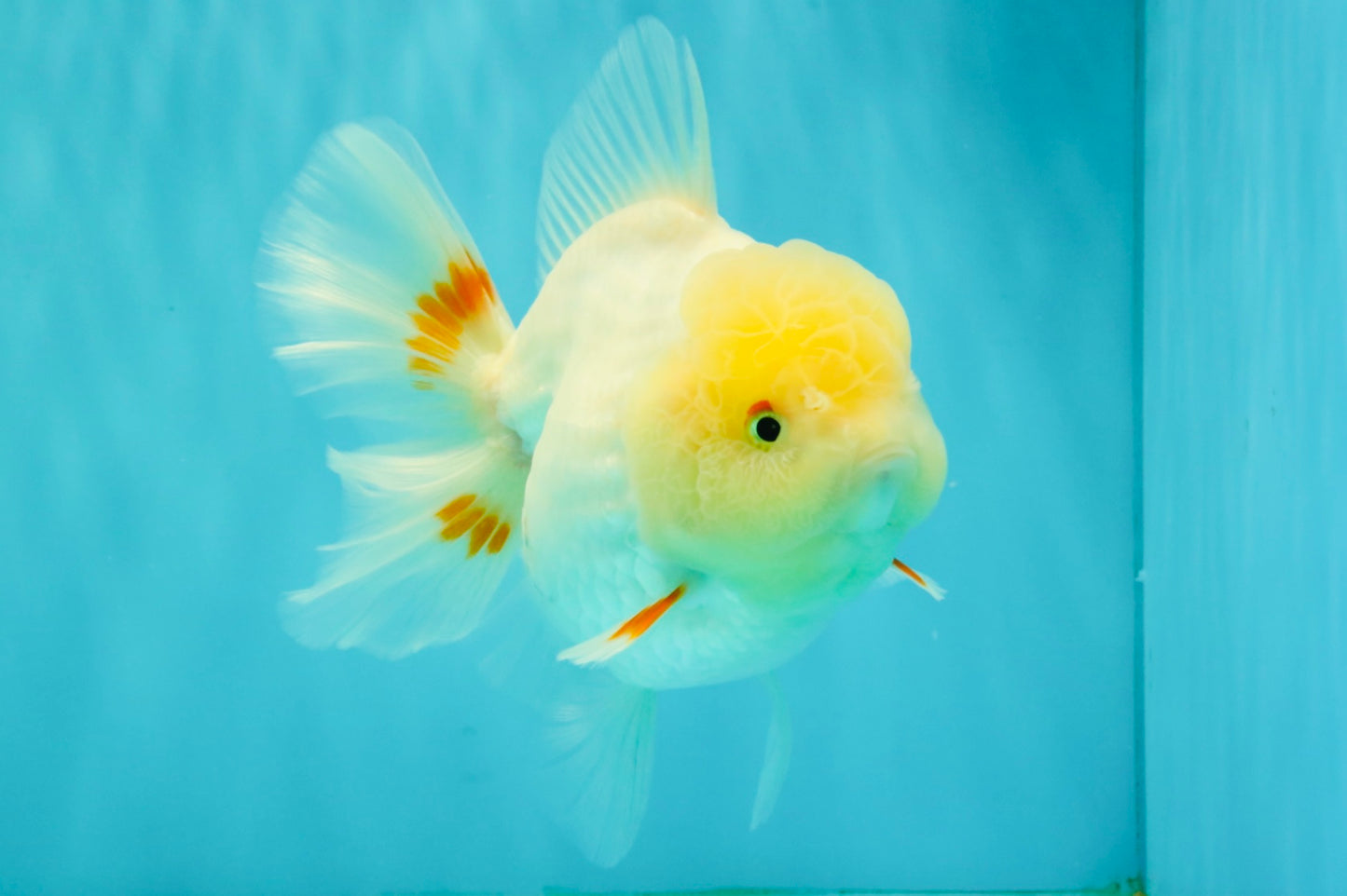 A Grade White Oranda Female 6.5 inches #071726OR_18