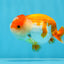 Red White Lionchu Male 3.5-4 inches #0906LC_07