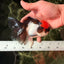 Red Head Tricolor Oranda Male 4.5-5 inches #032726OR_09