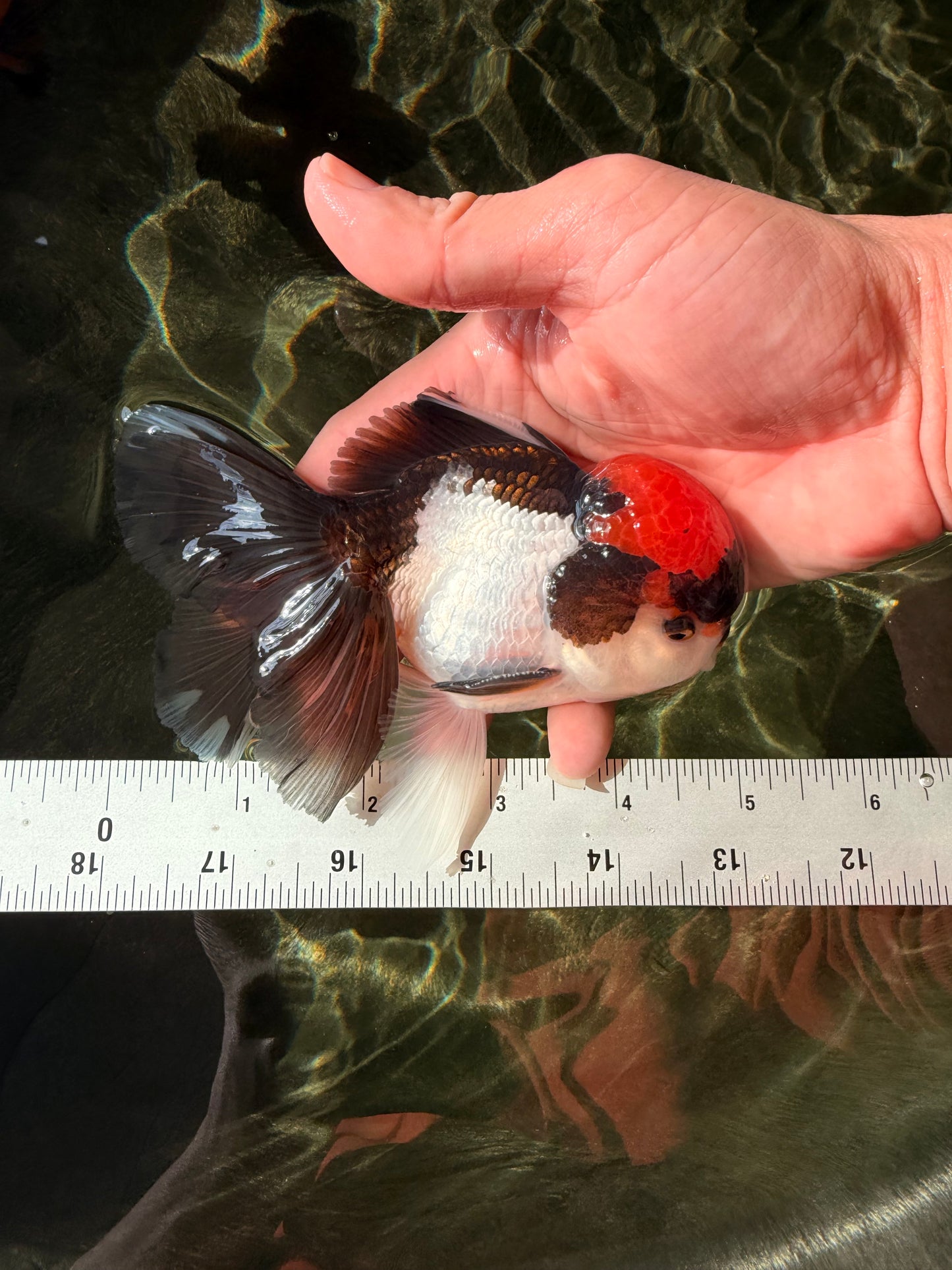 Red Head Tricolor Oranda Male 4.5-5 inches #032726OR_09