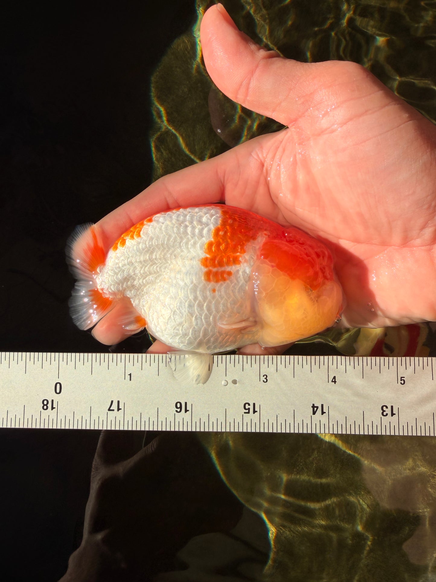 AAA Grade Dragon Head Kohaku Red White LionKing 4-4.5 inches #022726LC_29