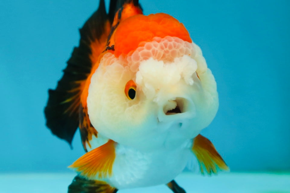 A Grade Pompom Tricolor Yuanbao Female 4 inches #050925YB_30