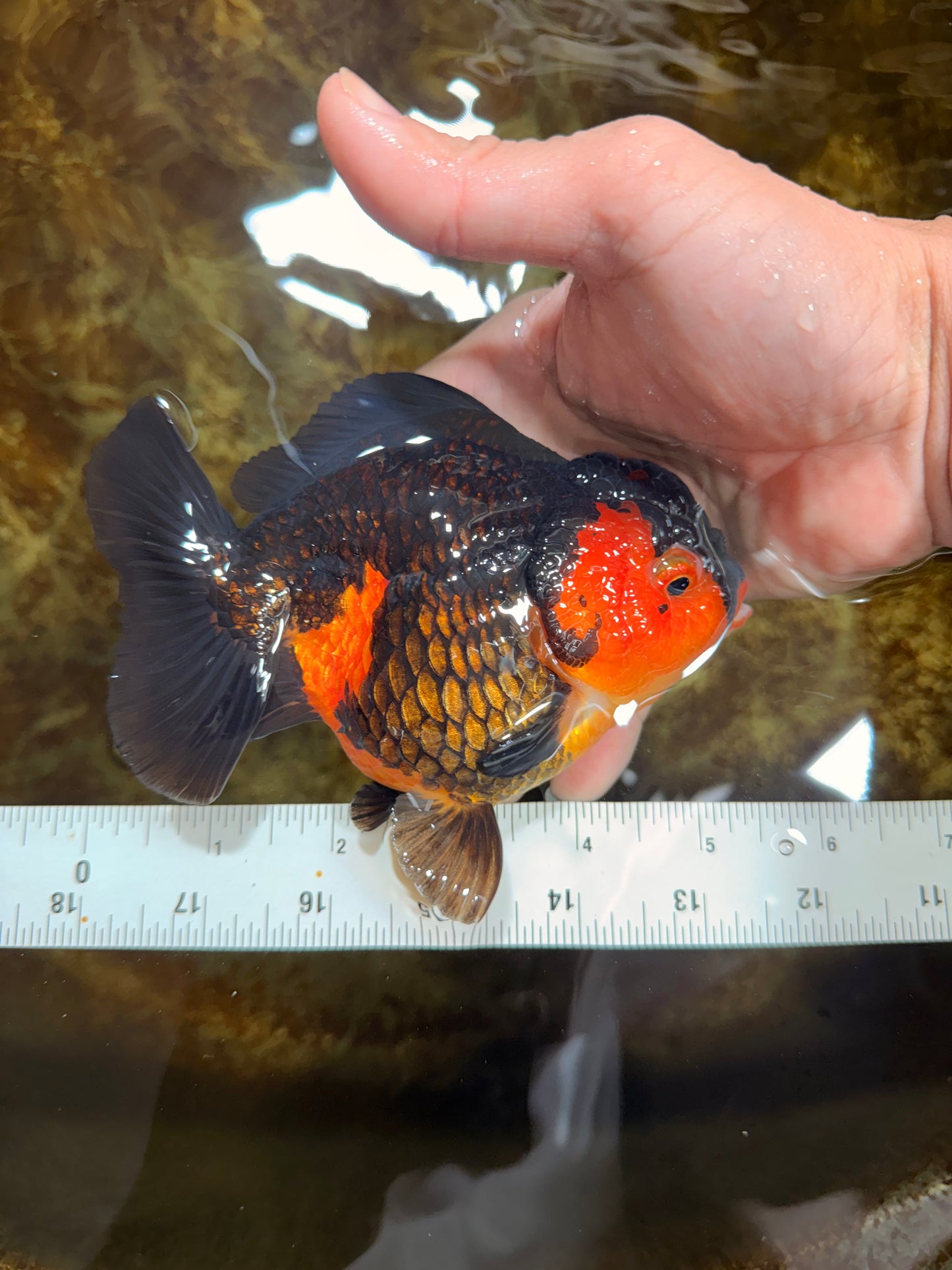 A Grade Apache Yuanbao Female 5-5.5 inches #112825YB_15