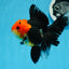 AAA Grade Tricolor Oranda Female 5 inches #0830OR_07