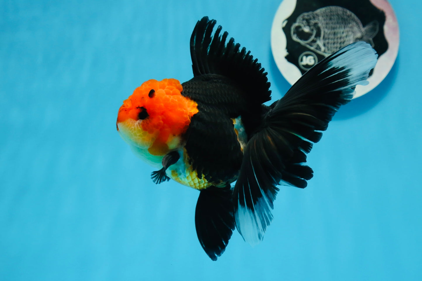 AAA Grade Tricolor Oranda Female 5 inches #0830OR_07