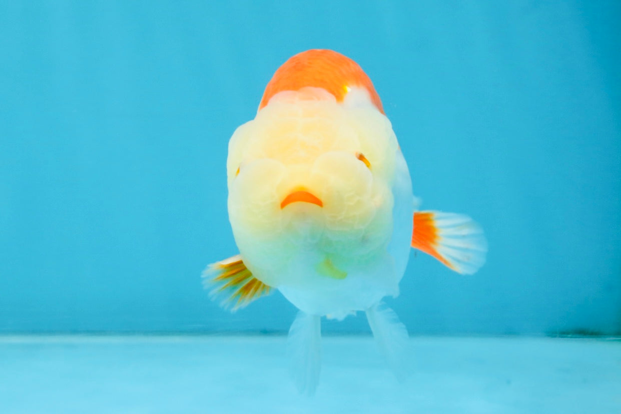 A Grade Red White LionKing 4 inches #112825LC_11