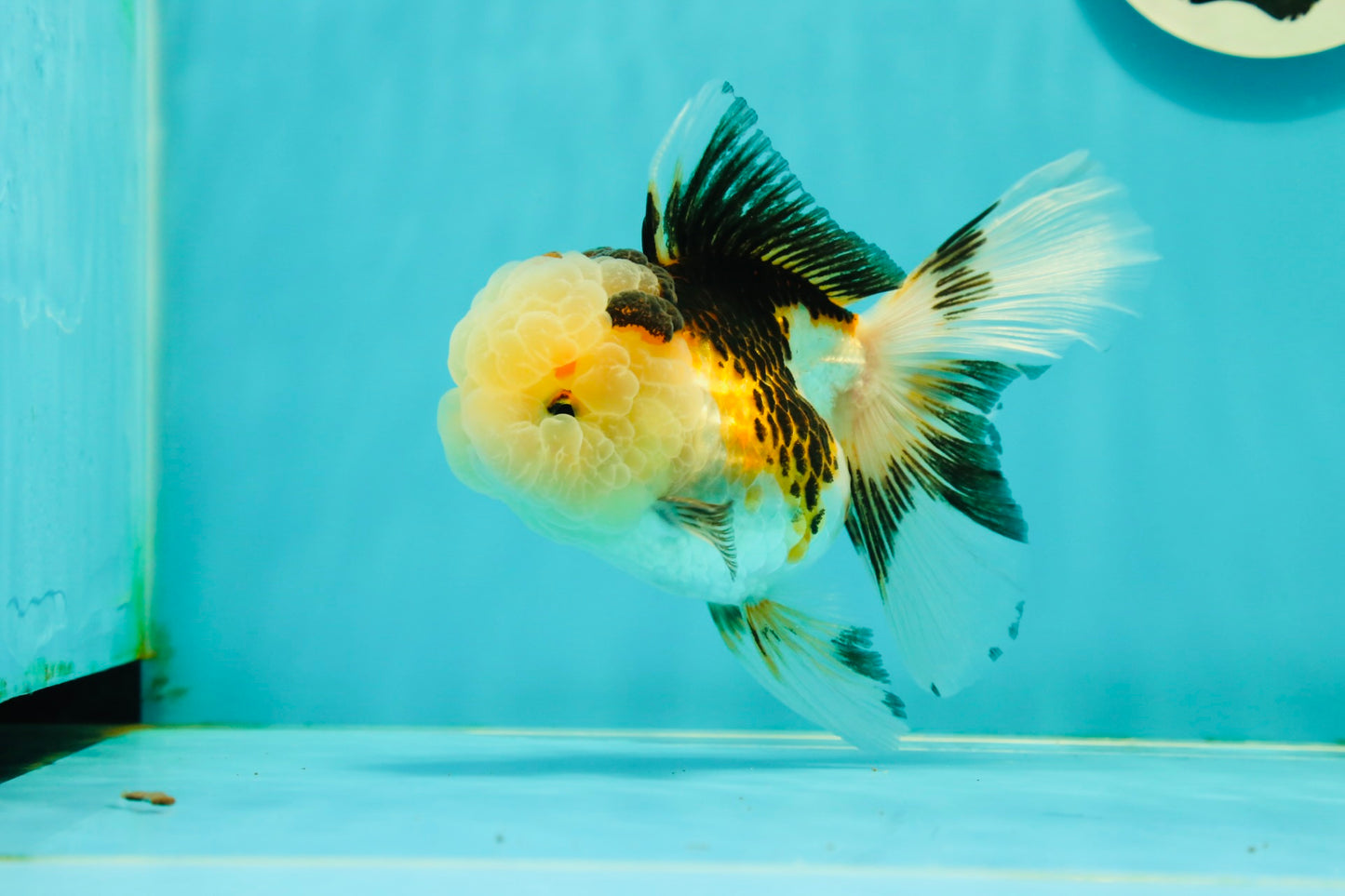 BULLDOG Jelly Wen Tricolor Oranda Female 5 inches #1018OR_18