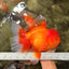 AAA Grade Super Jumbo Red White  Oranda Male 8-8.5 inches #062626OR_04