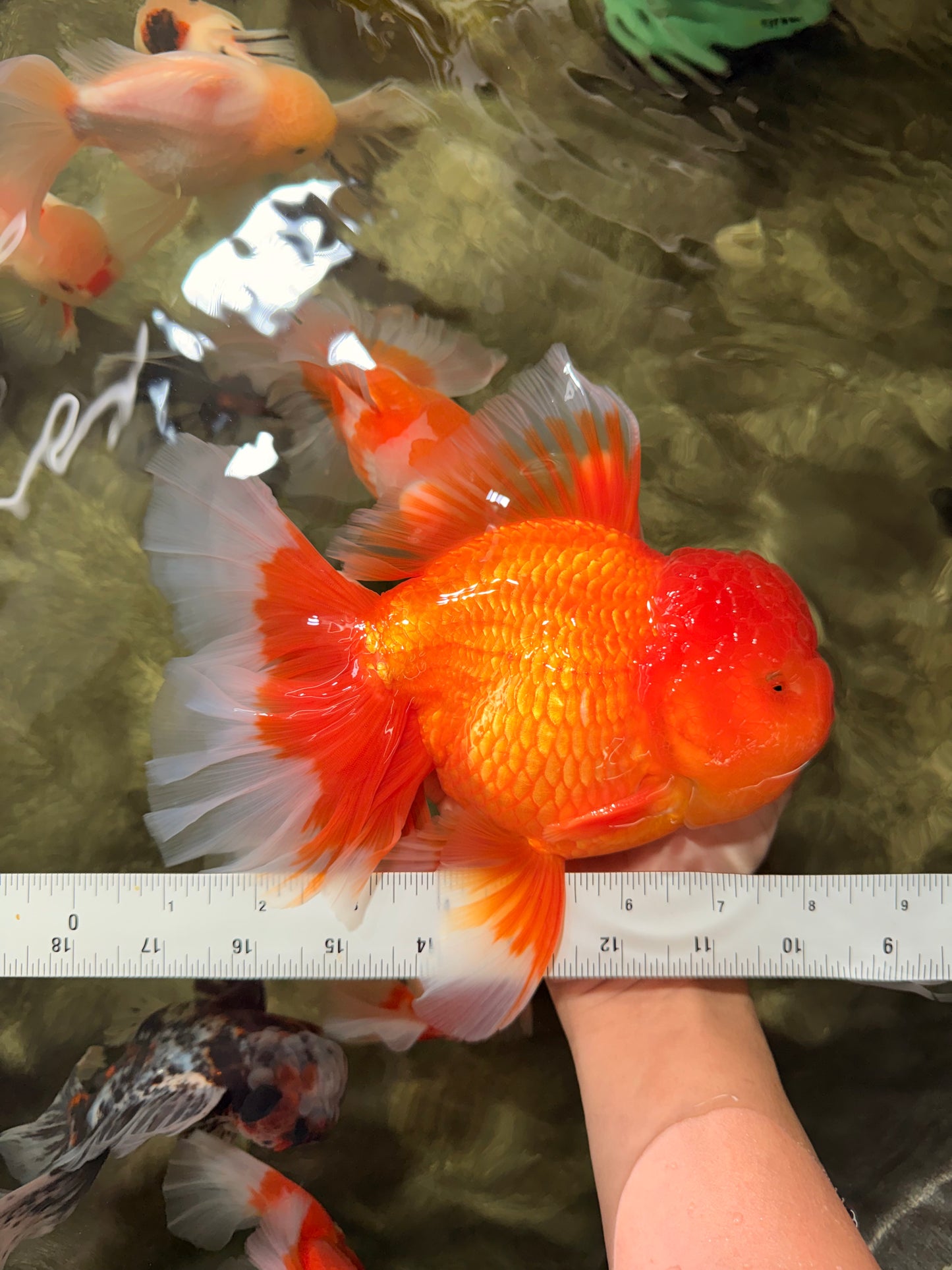 AAA Grade Super Jumbo Red White  Oranda Male 8-8.5 inches #062626OR_04