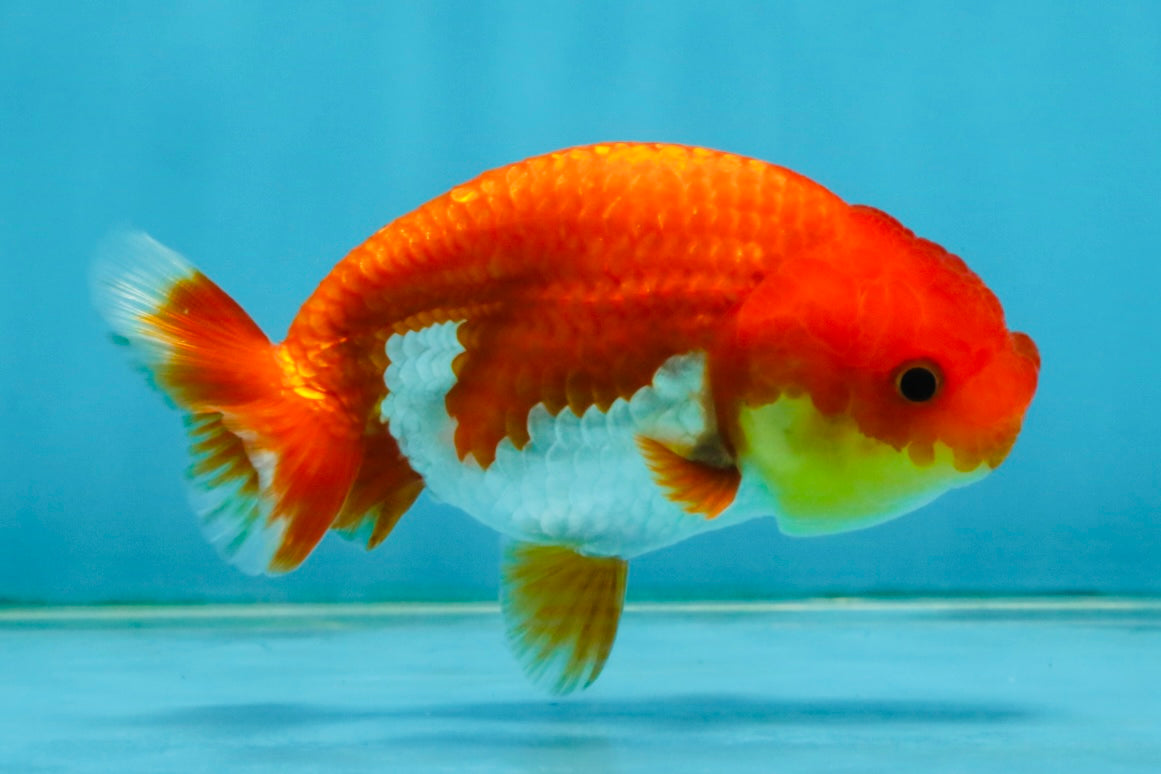 Red White Lionchu Female 4 inches #121225LC_10