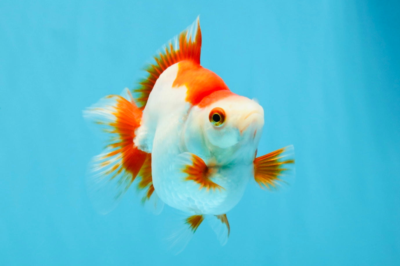 AAA Grade Red White Ryukin Female 4-4.5 inches #032726RK_25