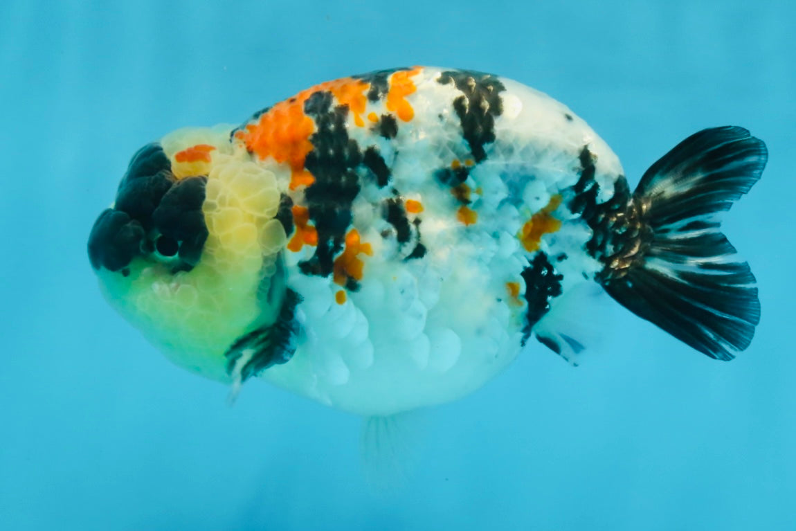 A Grade Special Tricolor LionKing 4.5-5 inches #100325LC_07