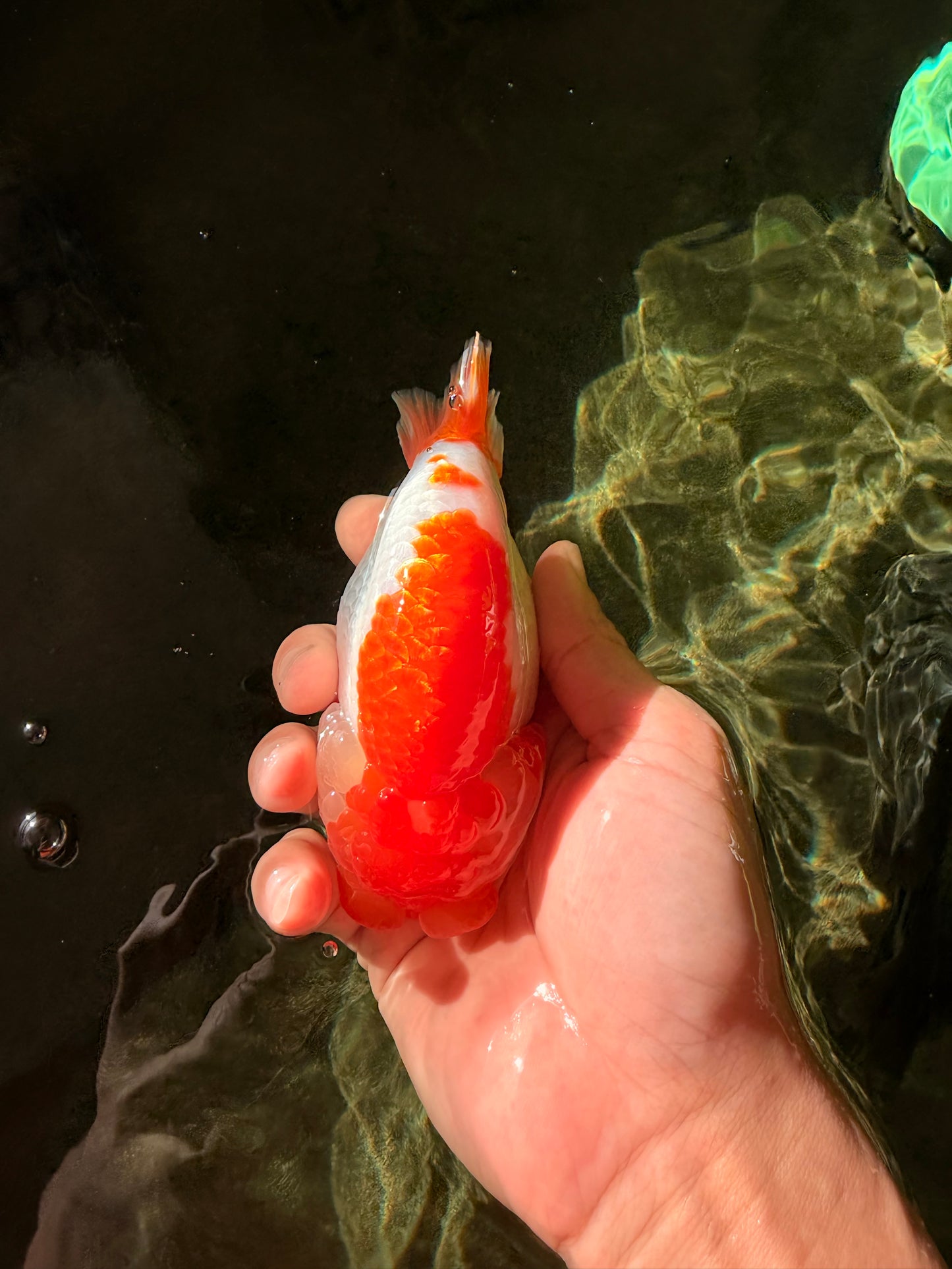 A Grade Red White LionQueen 4.5-5 inches #032726LC_19