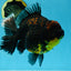 AAA Grade Dark Tiger Godzilla Oranda Female 6.5-7 inches #060625OR_13