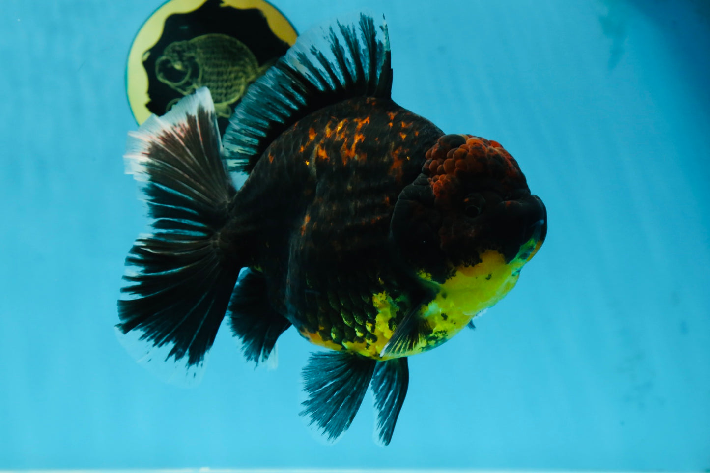 AAA Grade Dark Tiger Godzilla Oranda Female 6.5-7 inches #060625OR_13