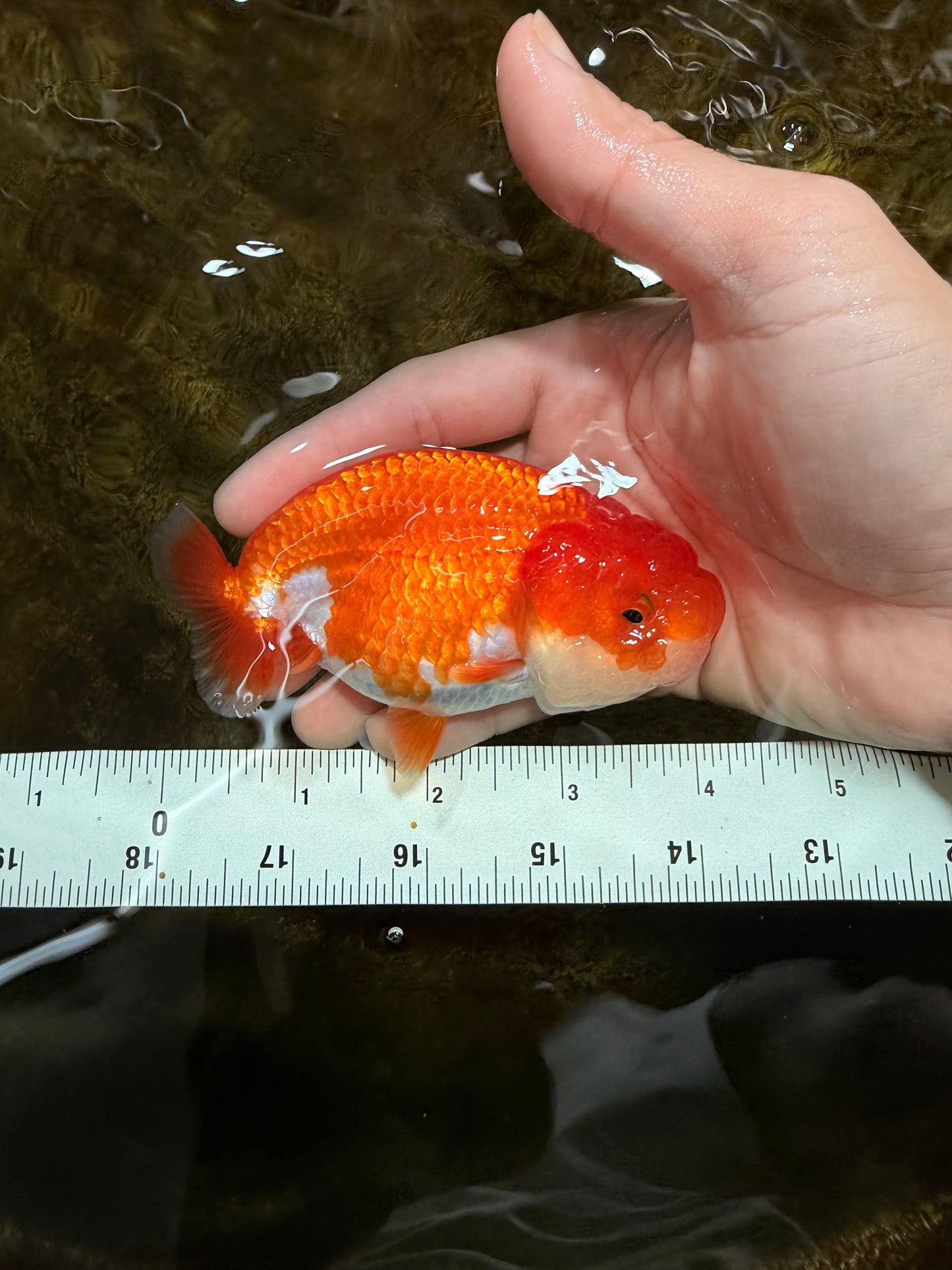 A Grade Red White LionQueen 4 inches #112825LC_04