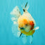 CHONKY AAA Grade Calico Oranda Male 6-6.5 inches #101626OR_21
