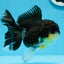 Oranda hembra tricolor de grado AAA de 5 pulgadas n.° 0830OR_02