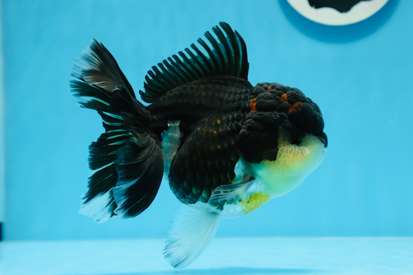 AAA Grade Tricolor Oranda Female 5 inches #0830OR_02