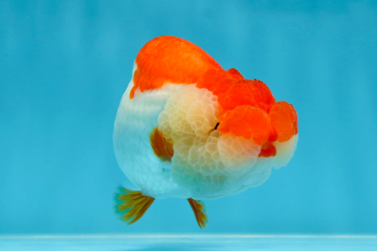 THE BEST AAA Grade Red White LionQueen 4.5 inches #042525LC_15