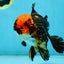 A Grade Stunning Lava Oranda Female 5 inches #010325OR_02