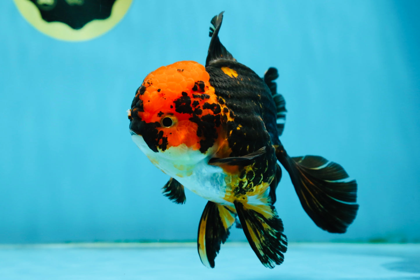 A Grade Stunning Lava Oranda Female 5 inches #010325OR_02