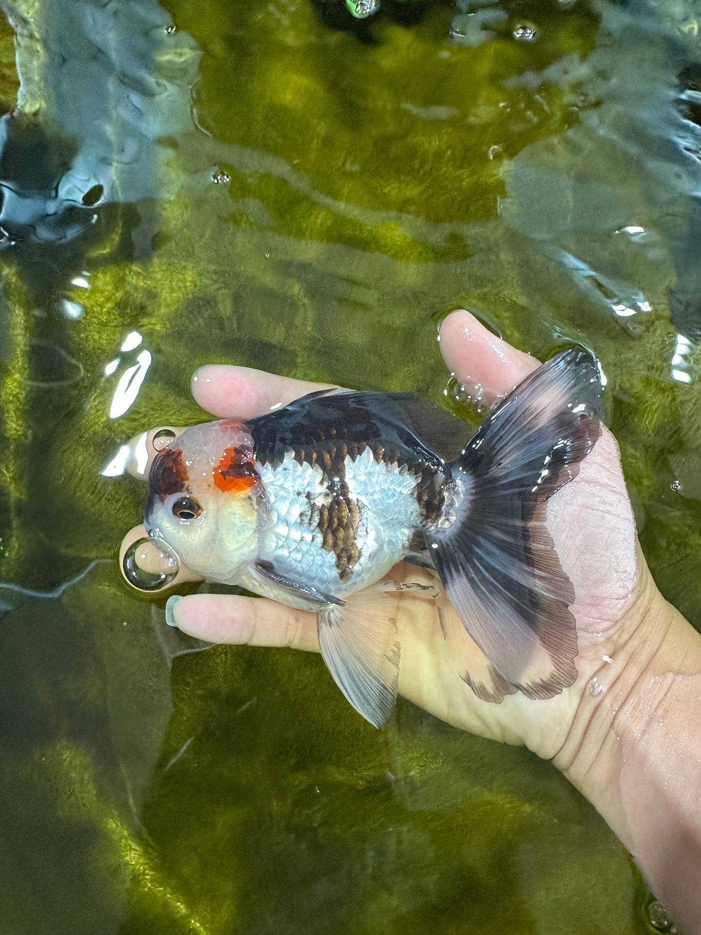 Tricolor Oranda Male 5-5.5 inches #100325OR_23