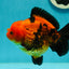 A Grade Apache (Black Red) Yuanbao Male 5 inches #110124YB_21