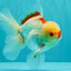 CHICKIE AAA Grade Red White Oranda Male 5-5.5 inches #062626OR_28