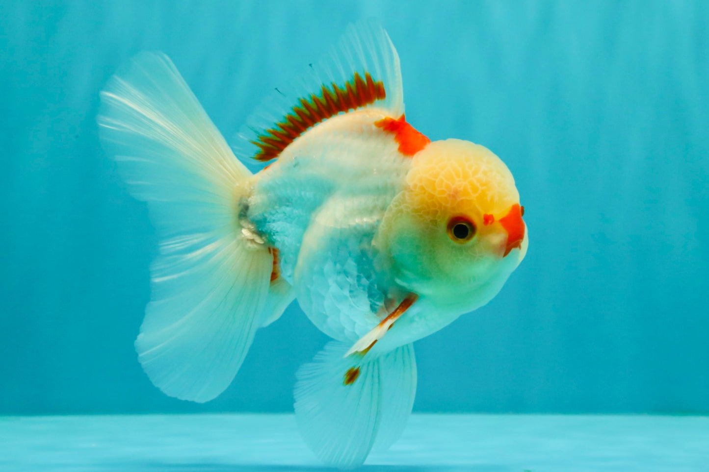 CHICKIE AAA Grade Red White Oranda Male 5-5.5 inches #062626OR_28