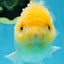 A Grade CLOUDY White Oranda Female 6 inches #062025OR_23