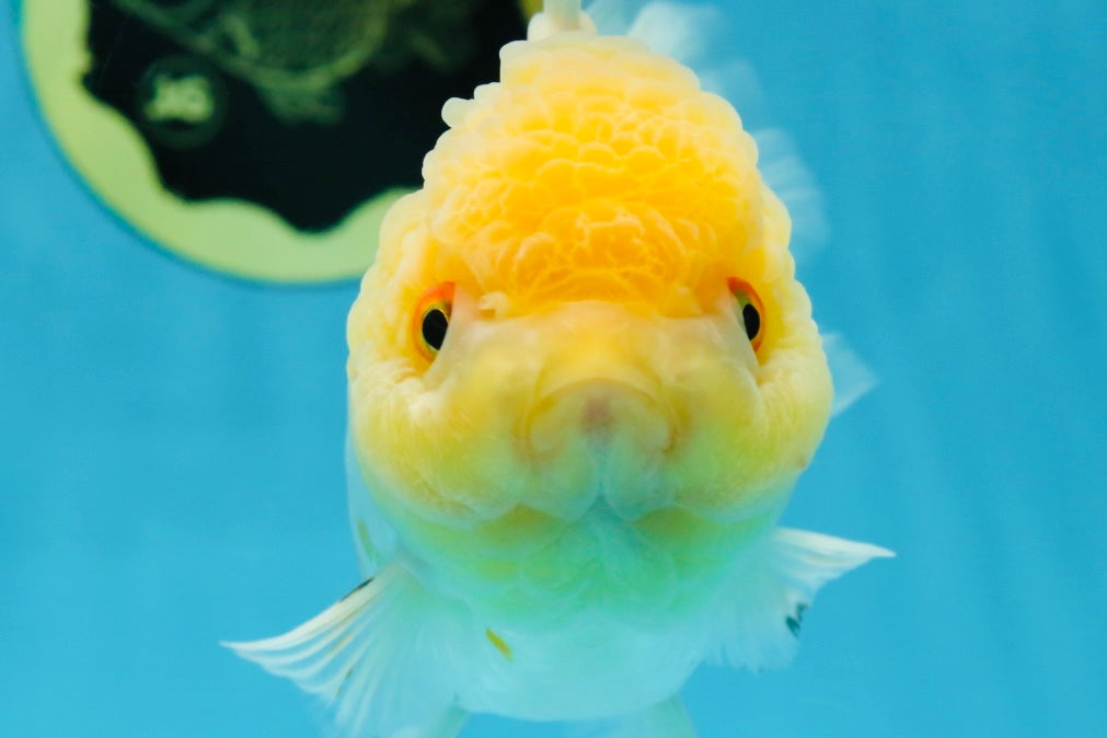 A Grade CLOUDY White Oranda Female 6 inches #062025OR_23