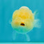 White LionChu Female 4-4.5 inches #042426LC_18