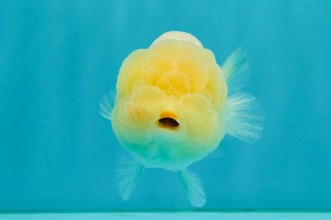 White LionChu Female 4-4.5 inches #042426LC_18