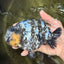 AAA Grade White Tiger Ranchu Female 6 inches #102326RC_03