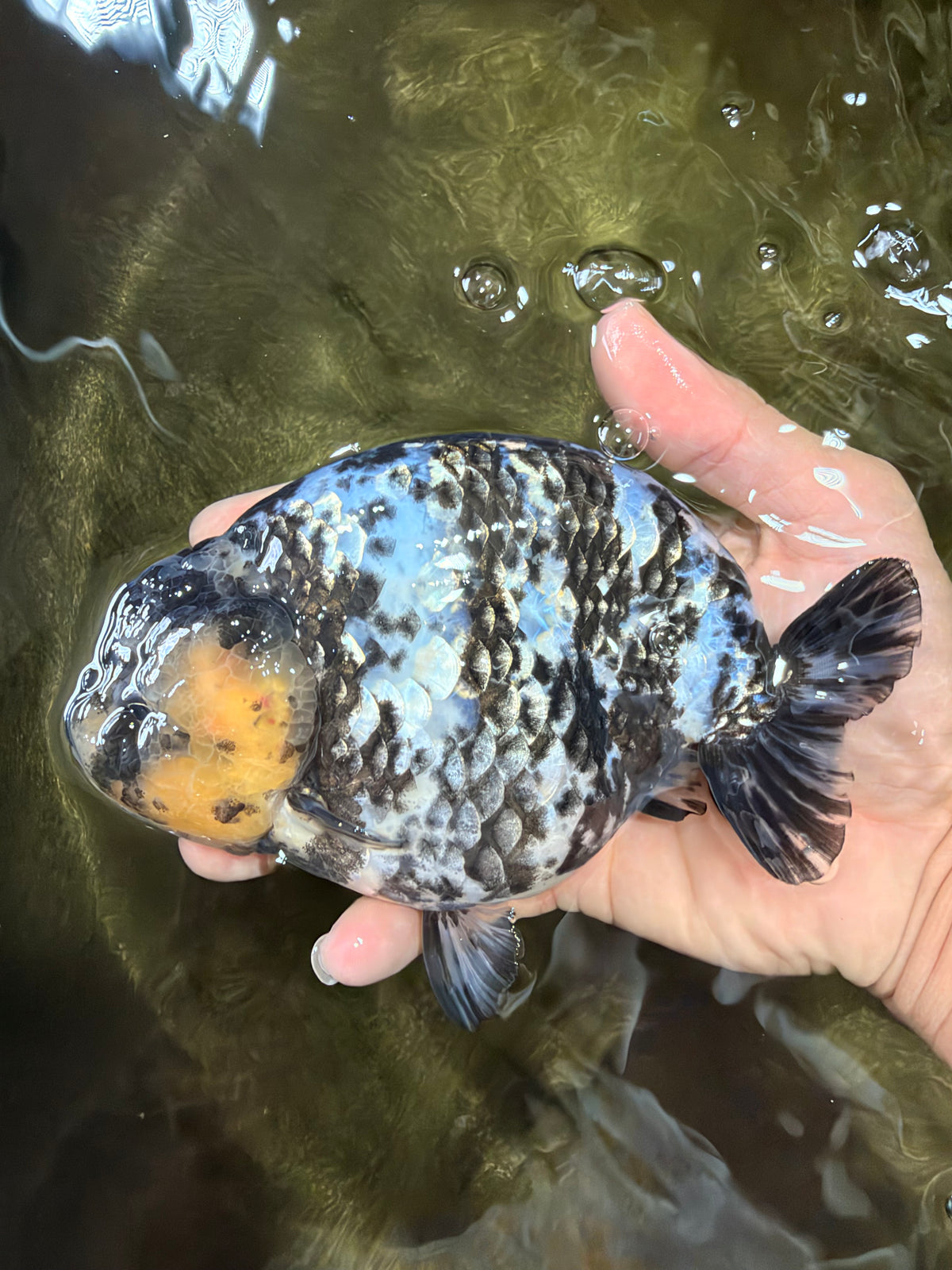 AAA Grade White Tiger Ranchu Female 6 inches #102326RC_03
