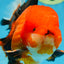 AAA Grade Young Godzilla Apache Oranda Male 6 inches #081525OR_09