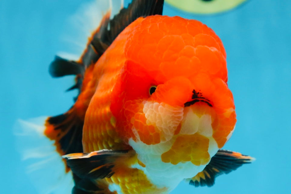 AAA Grade Young Godzilla Apache Oranda Male 6 inches #081525OR_09