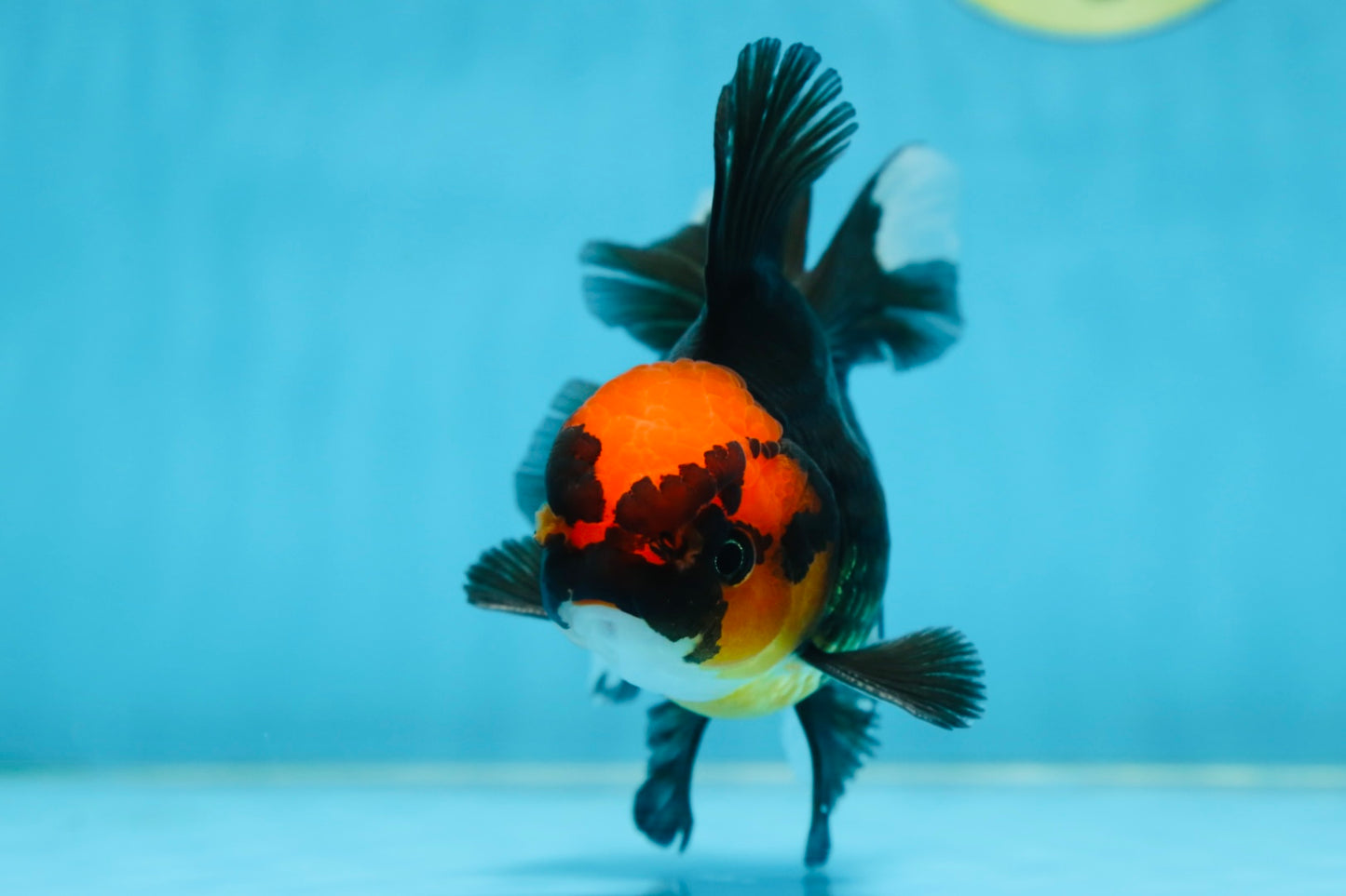 LAVA A Grade Tricolor Oranda Male 5 inches #082225OR_22