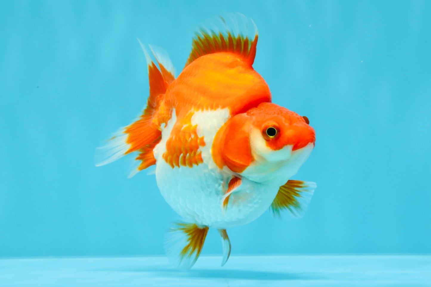 AAA Grade Red White Ryukin Female 4 inches #022026RK_12