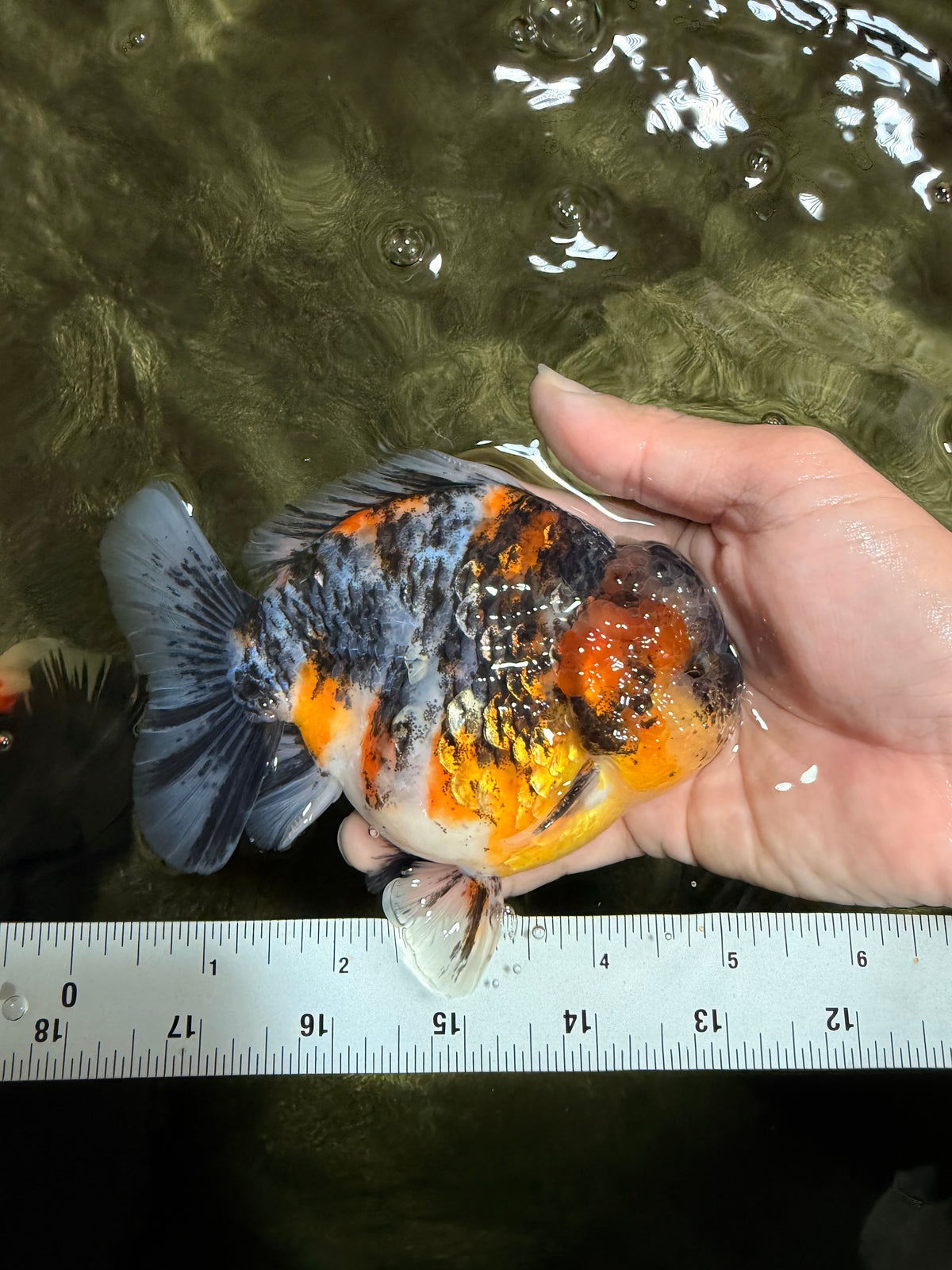 SPEACIAL AAA Grade Sanke Kirin Yuanbao Male 5 inches #092526YB_10