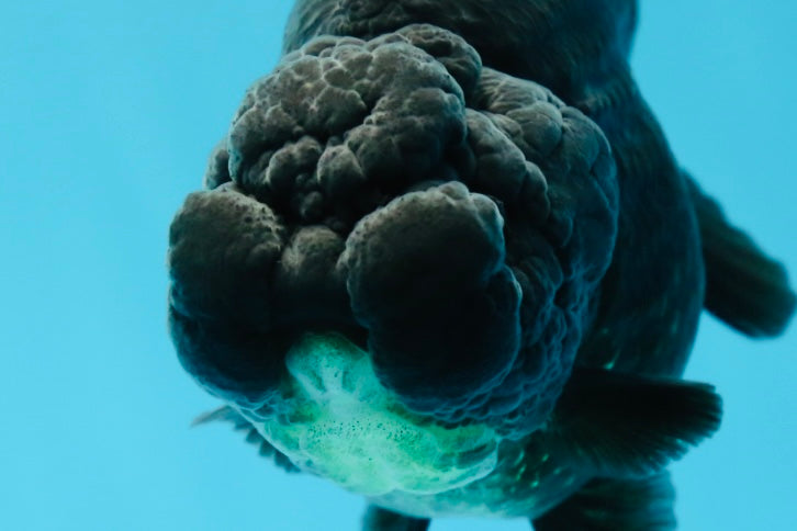 AAA Grade High Back Black LionQueen 4 inches #050925LC_10