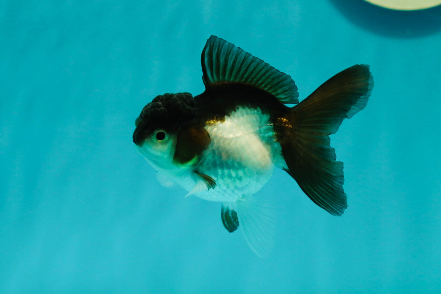 Panda Oranda Female 3.5 inches #1018OR_12